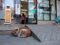 7-11-dog-gallery