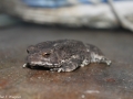 Frosch-sb.jpg