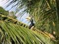 Hornbill-sb.jpg