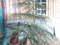 Tommys garden WEihnachtsbaum-gallery