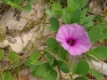 am Strand-gallery (2)