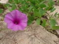 am Strand-gallery