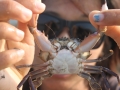crab-s.jpg