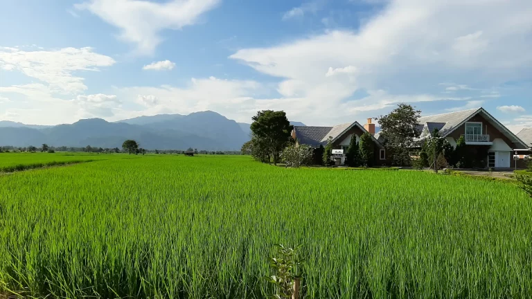 Ein Haus in den Reisfeldern vor dem Doi Nang Non und Doi Tung in Thailand