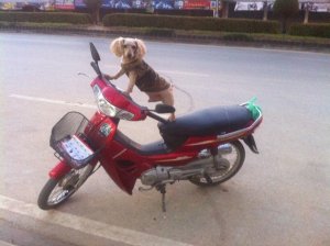 Hund auf Honda Wave 110