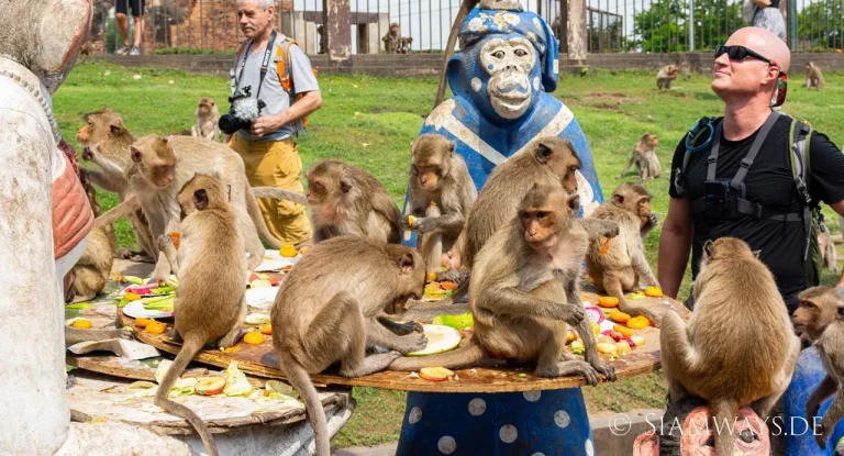 Hunderte von Langschwanzlemuren bedienen sich am Monkey Buffet in Lopburi, Thailand
