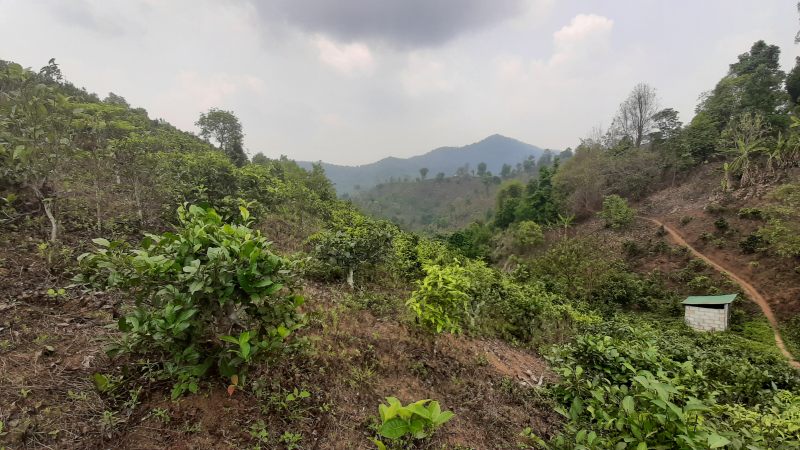 Tee-Plantagen in den Bergen von Thoethai in der Provinz Chiang Rai