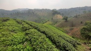 Tee-Plantagen in den Bergen der Provinz Chiang Rai