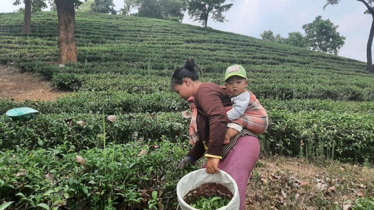 Tee-Pflückerin mit Kind in den bergen bei Chiang Rai