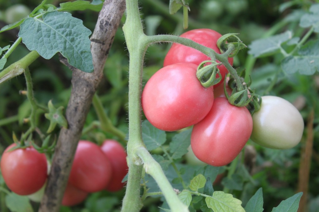 pinke Tomaten an einem Strauch in Thailand