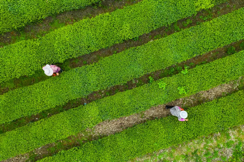 Choui Fong Tea Plantage