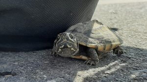 Kleine Schildkröte auf der Straße